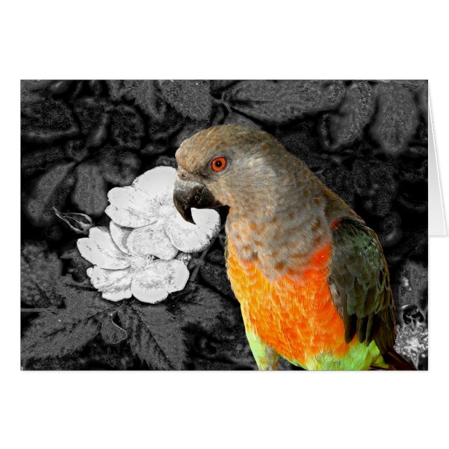 Dukie Duke (Vorderseite (Horizontal))