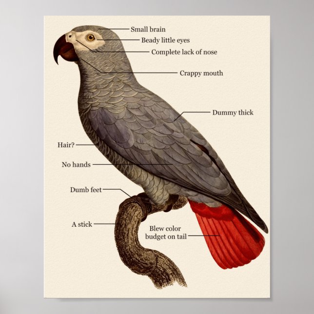 Dumb Bird-Anatomie Poster (Vorne)