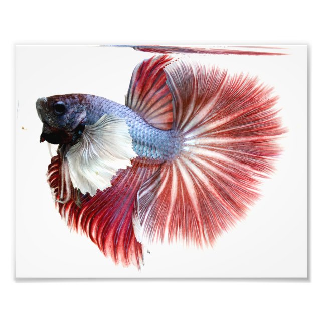 Dumbo Halfmoon Male Betta Fish Fotodruck (Vorne)