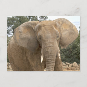 Dumbo Postkarte