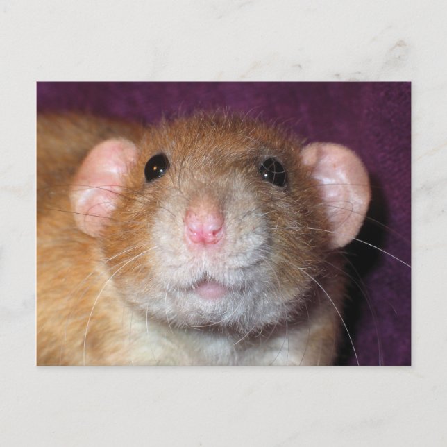 Dumbo Rat Post Card Postkarte (Vorderseite)