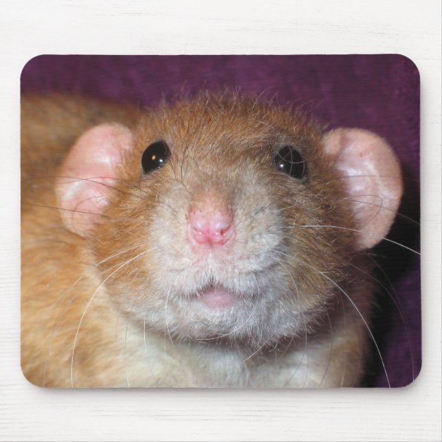 Dumbo Ratte Mauspad (Vorne)