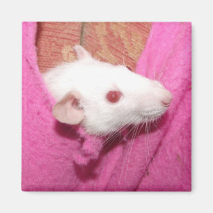 Dumbo-Rattenmagnet Magnet