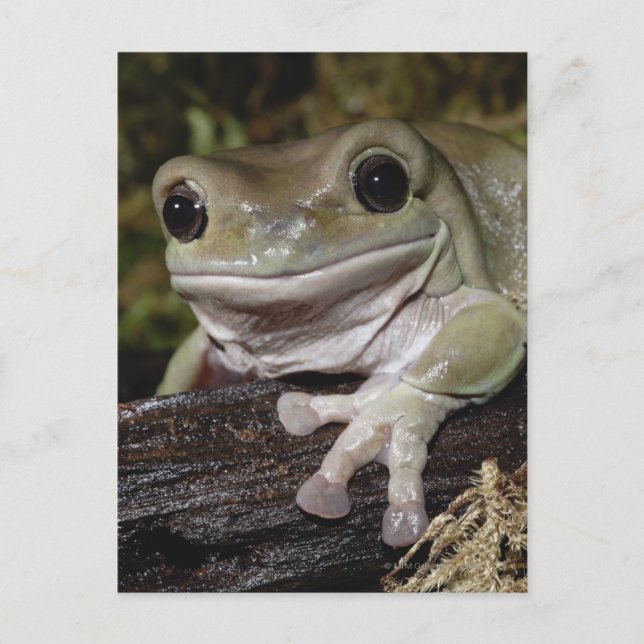 Dumpy Tree Frog. Lächelnder Frosch. Litoria caerul Postkarte (Vorderseite)