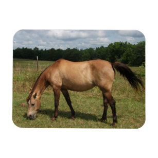 Dun Connemara Pony, Pferd, Weiden in Weide Magnet