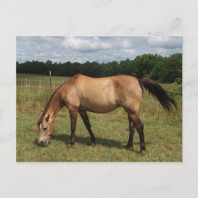 Dun Connemara Pony, Pferd, Weiden in Weide Postkarte (Vorderseite)