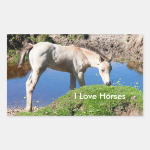 Dun foal Pferdekleber Rechteckiger Aufkleber
