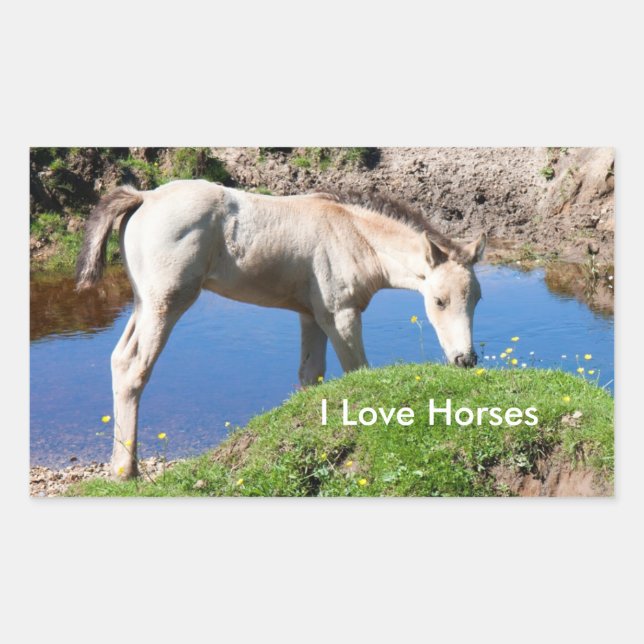 Dun foal Pferdekleber Rechteckiger Aufkleber (Vorderseite)