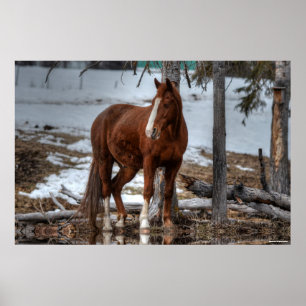 Dun Ranch Pferd beim Trinken Hole Equine Foto Poster