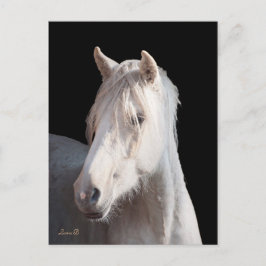 Dunalino American Bashkir Curly Postcard Postkarte