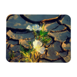 Dune Primrose wächst aus aufgesprungenem Schlamm Magnet