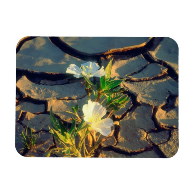 Dune Primrose wächst aus Cracked Mud Magnet (Horizontal)