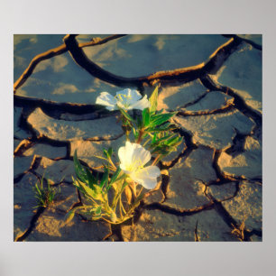 Dune Primrose wächst aus Cracked Mud Poster