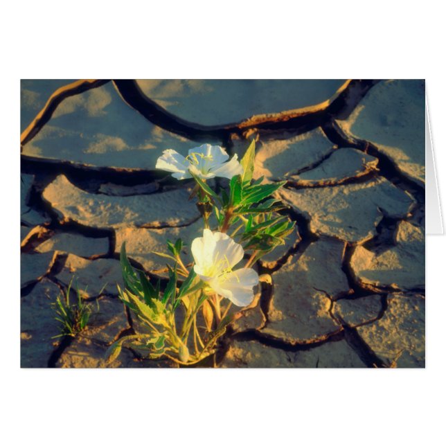 Dune Primrose wächst aus Rackel (Vorderseite (Horizontal))