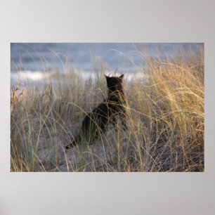 Dünen Kitty Poster