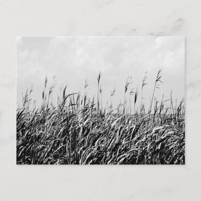 Dünen-Triptychon III Postkarte (Vorderseite)