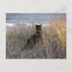 Dünenkatze Postkarte