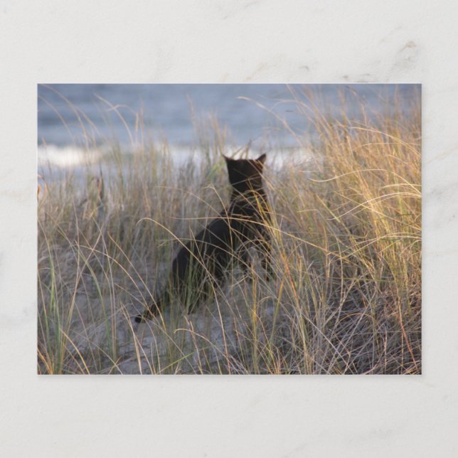 Dünenkatze Postkarte (Vorderseite)