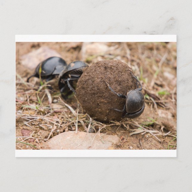 Dung Beetle Postkarte (Vorderseite)