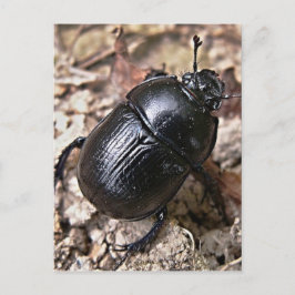 Dung Beetles Postkarte