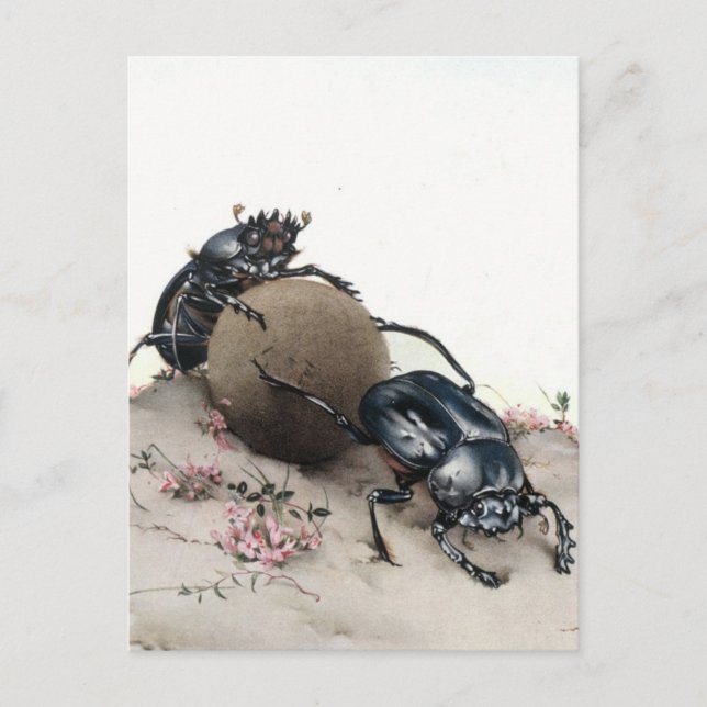 Dung Bettle Postkarte (Vorderseite)