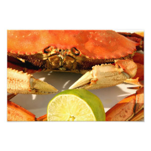 Dungeness Crab Foto Print