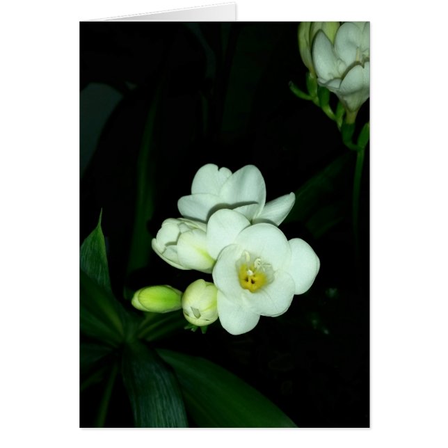 dunkel glühend (Vorne)