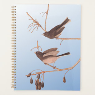 Dunkel-Mit Augen Junco Audubon-Schneebären auf der Planer