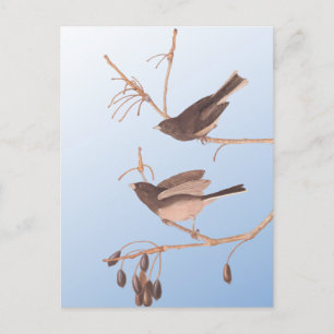 Dunkel-Mit Augen Junco Audubon-Schneebären auf der Postkarte
