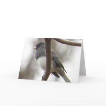 Dunkel-mit Augen Junco-Gruß-Karte