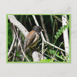dunkel-mit Augen Junco Postkarte