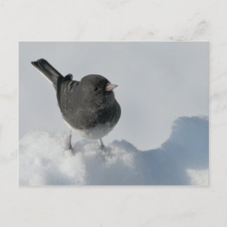 dunkel-mit Augen Junco Postkarte