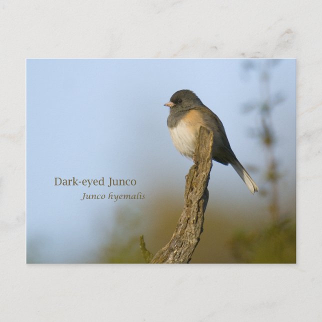 dunkel-mit Augen Junco Postkarte (Vorderseite)