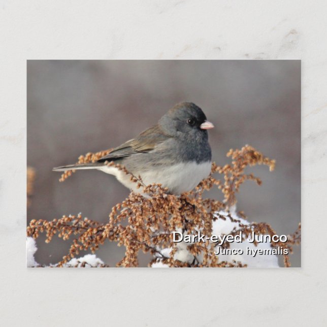Dunkel-mit Augen Junco-Postkarte Postkarte (Vorderseite)