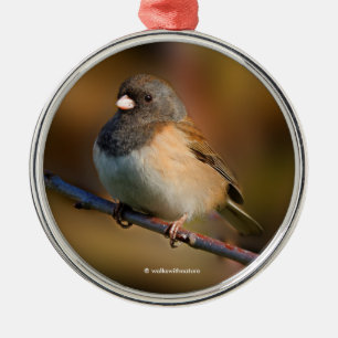 Dunkel-Mit Augen Junco Songbird an der Limbe Silbernes Ornament