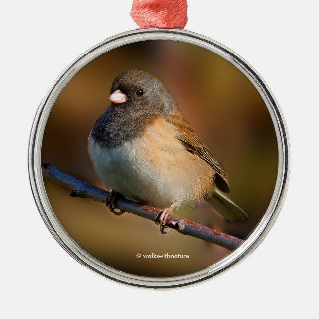 Dunkel-Mit Augen Junco Songbird an der Limbe Silbernes Ornament (Vorne)