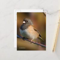 Dunkel-Mit Augen Junco-Sparrow-Songbird an der Lim