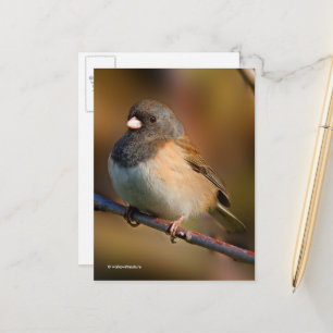 Dunkel-Mit Augen Junco-Sparrow-Songbird an der Lim Postkarte