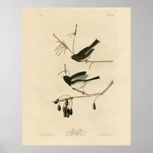 Dunkel-mit Augen Junco - von Audubons Vögeln in Am Poster