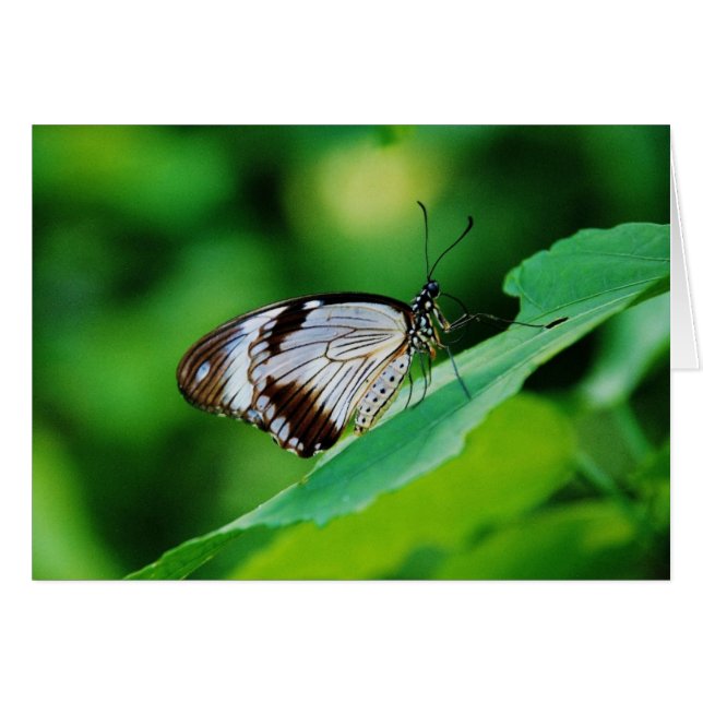 Dunkelbraun und Grauschmetterling (Vorderseite (Horizontal))