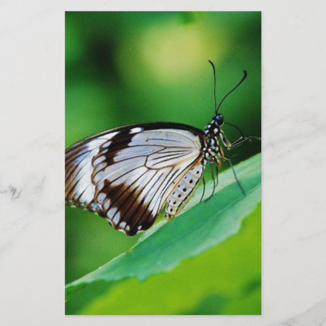 Dunkelbraun und Grauschmetterling (Vorderseite)