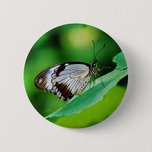 Dunkelbraun und Grauschmetterling Button (Vorderseite)