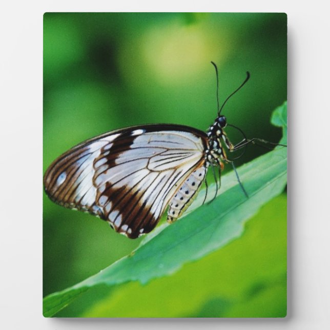 Dunkelbraun und Grauschmetterling Fotoplatte (Vorderseite)