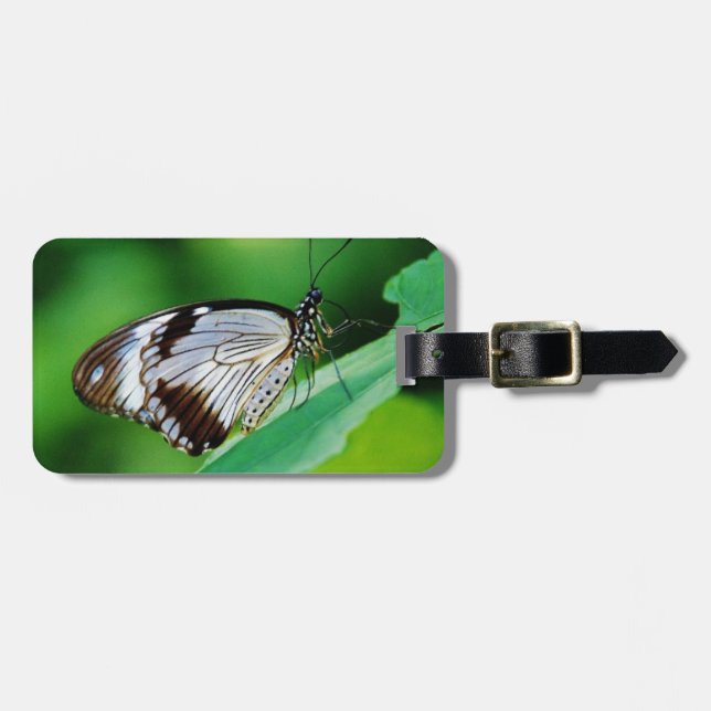Dunkelbraun und Grauschmetterling Gepäckanhänger (Vorderseite horizontal)