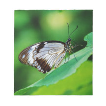 Dunkelbraun und Grauschmetterling