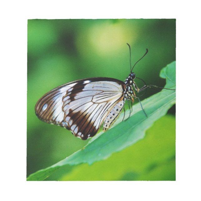 Dunkelbraun und Grauschmetterling Notizblock (Vorderseite)