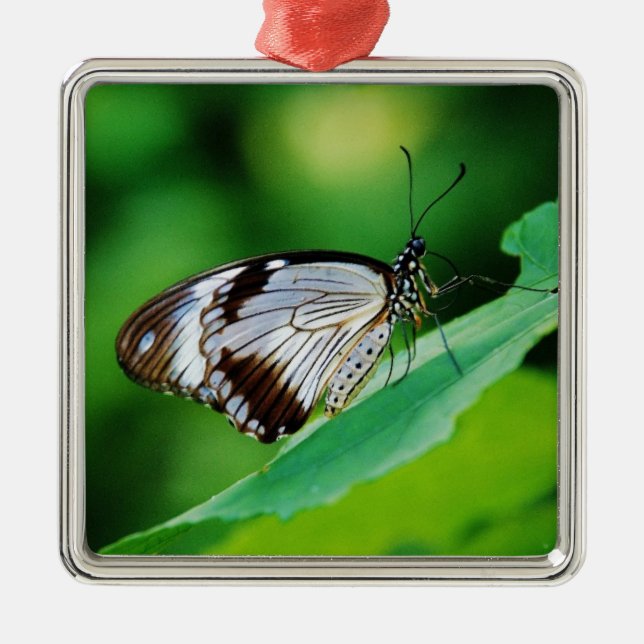 Dunkelbraun und Grauschmetterling Ornament Aus Metall (Vorne)