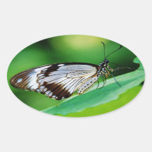Dunkelbraun und Grauschmetterling