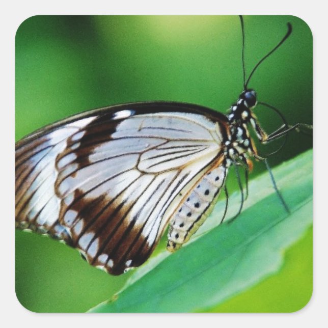 Dunkelbraun und Grauschmetterling Quadratischer Aufkleber (Vorderseite)