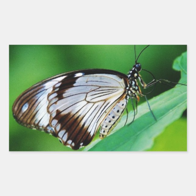 Dunkelbraun und Grauschmetterling Rechteckiger Aufkleber (Vorderseite)